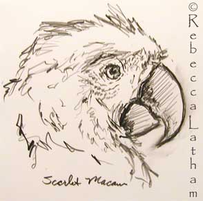 From Rebecca's sketchbook - a rough graphite pencil sketch of a scarlet macaw portrait by Rebecca Latham.  The bird was studied during one of the artist's study sessions in Florida.