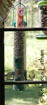 Photograph - a few of the songbirds snacking outside of my studio.