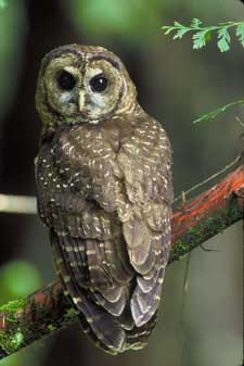 There are very few owls in North America that have dark eyes.  The Barn Owl, Flammulated Owl, Spotted Owl, and of course, the Barred Owl.  Most of the owl species have the more common golden iris, that is also very striking in it's own way. -- Photo courtesy USFWS
