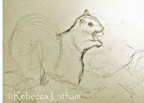 The rough sketch for Rebecca Latham's new miniature Grey Squirrel watercolor painting. The rough sketch for Rebecca Latham's new miniature Grey Squirrel watercolor painting.