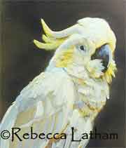 Greater Sulphur Crested Cockatoo - a rough color sketch study
