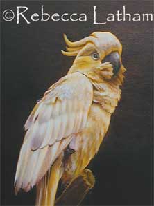 A photo of Rebecca Latham's new Sulphur Crested Cockatoo watercolor painting - nearly completed