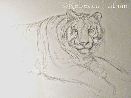 sketch tiger
