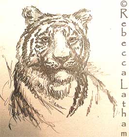 A rough sketch from Rebecca Latham's sketchbook of a white tiger that the artist studied at the Cincinnati zoo.
