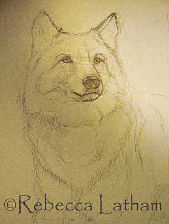 Rough sketch for Rebecca Latham's new Timberwolf painting.