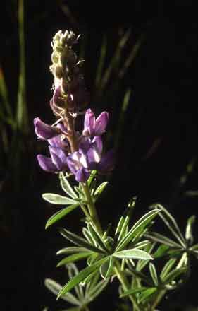 Wild Lupine wildflower from the National Park