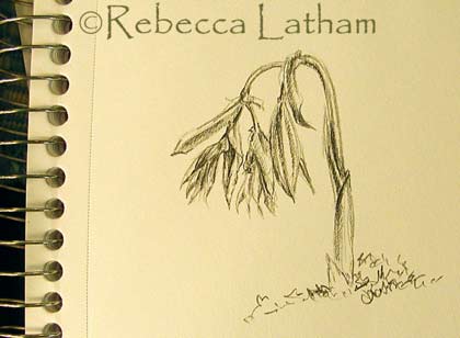 New sketch of native Minnesota spring wildflowers from from the field - Rebecca Latham's sketchbook. Wild oats. New sketch of native Minnesota spring wildflowers from from the field - Rebecca Latham's sketchbook. Wild oats.