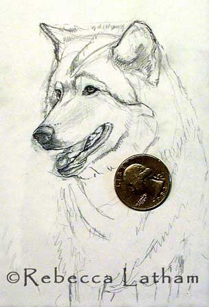 This is a new miniature painting I'm working on right now - an adult wolf.  The photo you see is the sketch for the watercolor ...As you can probably tell, this painting is a ..miniature piece. :)