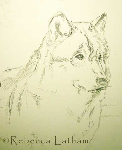 Timber wolf sketch for one of Rebecca Latham's newest watercolor paintings.