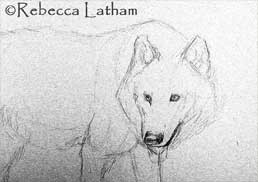 a rough design sketch for Rebecca Latham's new white wolf miniature painting