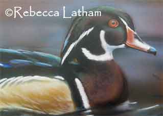 Detail of Rebecca's wood duck painting in progress.