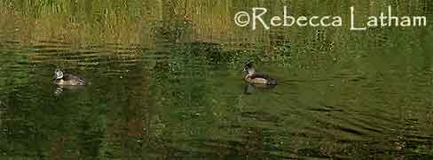 Ringneck Ducks Ringneck Ducks