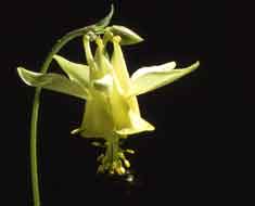 Yellow Columbine from the National Park Yellow Columbine from the National Park