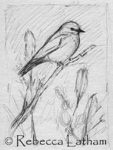 Blue Bird and Indian Paintbrush Blossoms -- Rebecca's inital sketch