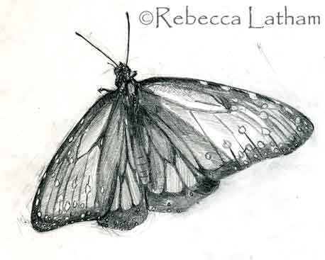 butterflysketch0107 Butterfly Sketch for Miniature Painting