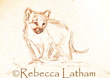 Sketch phase of Rebecca Latham's new young cougar miniature painting.