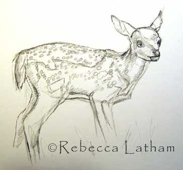 Rebecca Latham's new miniature painting of a fawn.  This is the sketch for the painting.