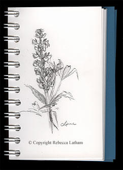 Lupine Field Sketch from Rebecca Latham's sketchbook Lupine Field Sketch from Rebecca Latham's sketchbook