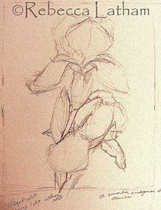 Rough sketch for Rebecca Latham's new iris miniature painting.