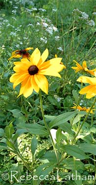 Minnesota Wildflowers photoshoot -- Rebecca Latham