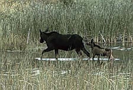 photo of a cow moose and her calf.