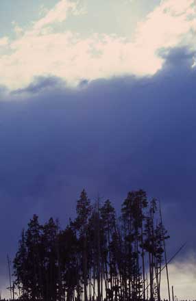 nationalparktrees.jpg nationalparktrees.jpg