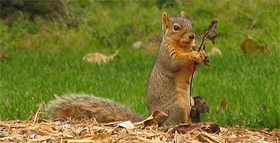 squirrel squirrel
