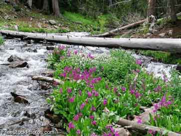 Stream and wildflowers