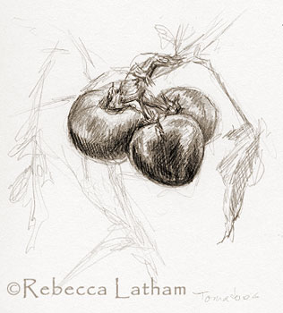 Field Sketch of Garden Tomatoes by Rebecca Latham