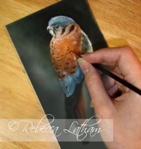 Kestrel1 285x300 Contacts