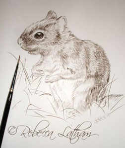 Trail Mix - Red Squirrel.  A new small miniature painting in watercolor (5x7)..
