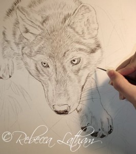 Wistful - Timberwolf.  A new small miniature painting in watercolor (apprx 8x10).