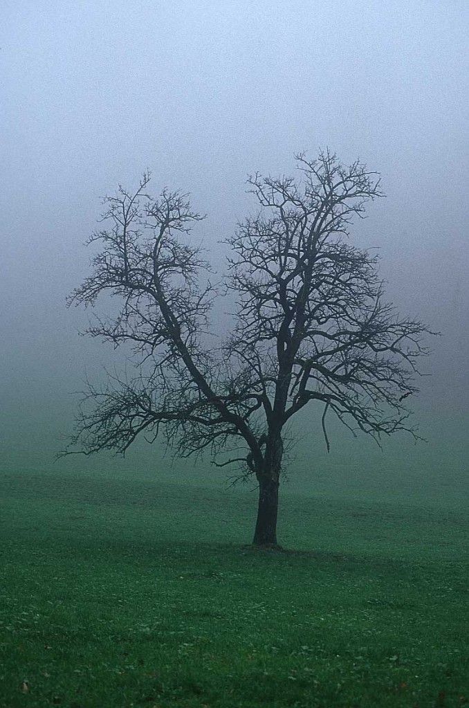 tree_fog