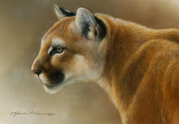 Attentive - Cougar Attentive - Cougar