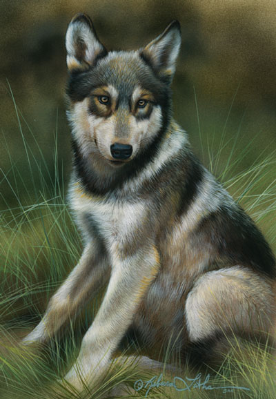 Content - Young Wolf