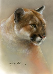 cougar1420101 214x300 Cougar