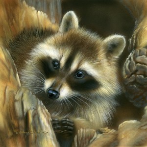 raccoon142010 300x300 Raccoon