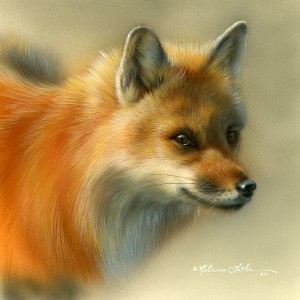 redfox142010 300x300 Red Fox