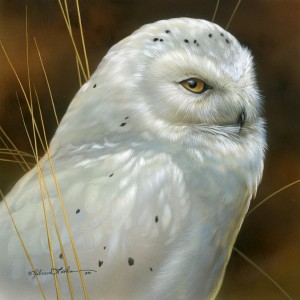 snowyowl1420101 300x300 Snowy Owl
