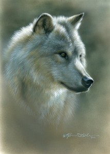 wolf142010 214x300 Gray Ghost   Wolf