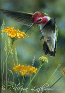 annas004 210x300 Wingbeat   Annas Hummingbird
