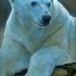 Nanuq polarbear005 150x150 Gallery Norths Miniatures Show, Edmonds, WA