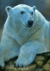 polarbear005 214x300 Nanuq