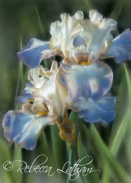 Translucence - Irises | Opaque and Transparent Watercolor on board, in miniature.