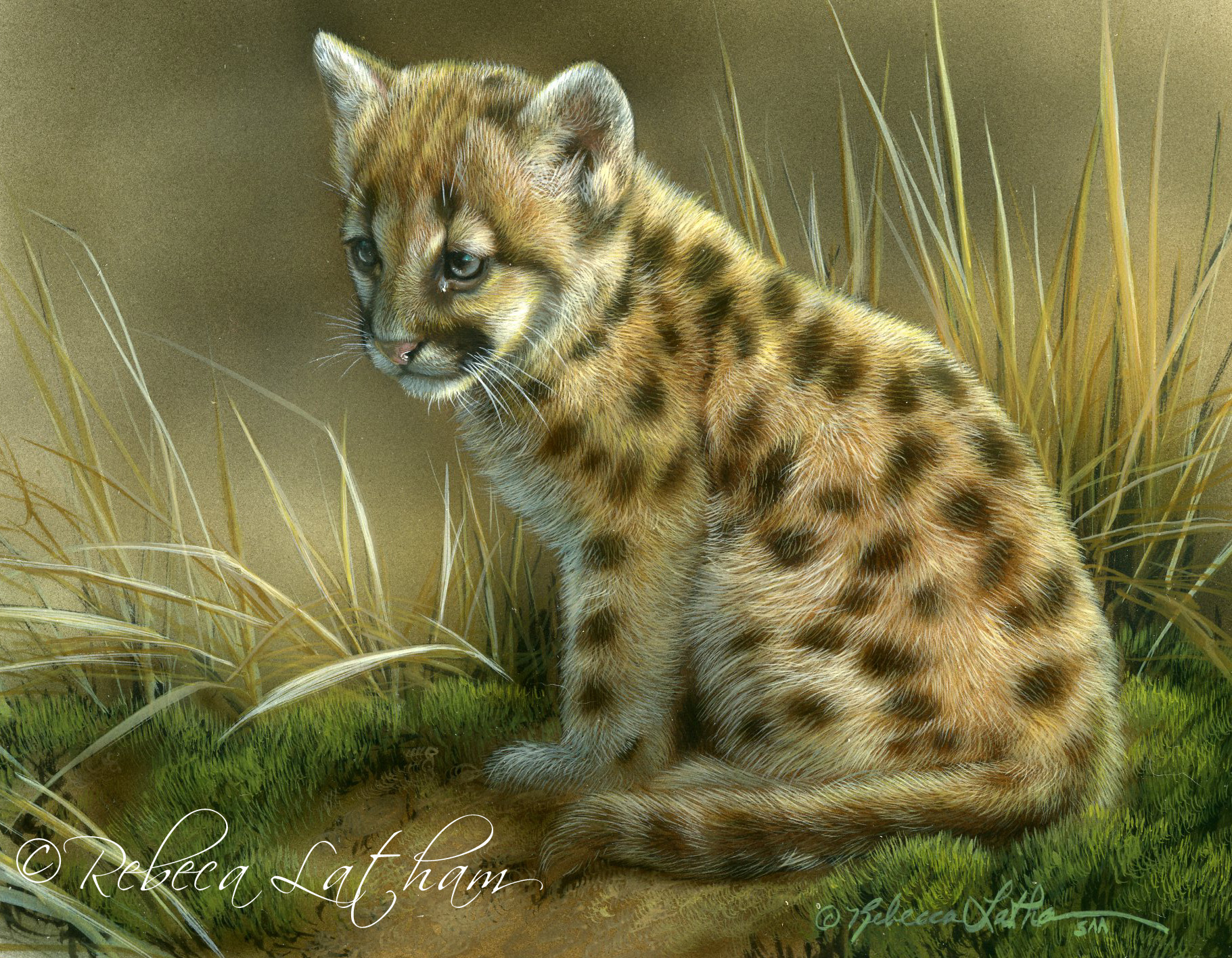Pause - Cougar Kitten, watercolor on board, 5x7 RLatham021 New Works Show for the Breast Cancer Foundation