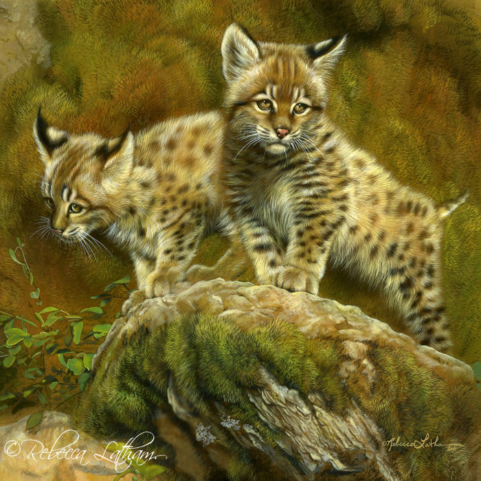 Bobcat Kittens, 10"x10", watercolor on board, ©Rebecca Latham bobcats3 Two Little Bobcats Completed