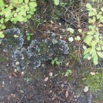 Black Canyon Wilderness hike in Wyoming - Interesting things along the trail... DSCN8620 150x150 Hike in Black Canyon Wilderness