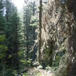 Black Canyon Wilderness hike in Wyoming DSCN8626 e1296314606768 150x150 Hike in Black Canyon Wilderness