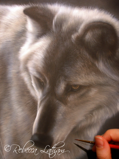 Work in progress, watercolor on board, ©Rebecca Latham whitewolf1 White Wolf Subtleties