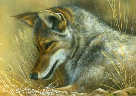 Pensive - Coyote, watercolor on board, Rebecca Latham Coyote1 Pensive Coyote Painting
